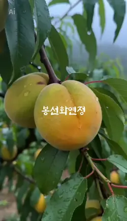 #복숭아