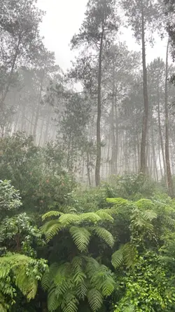 Ciwidey, Pengalengan