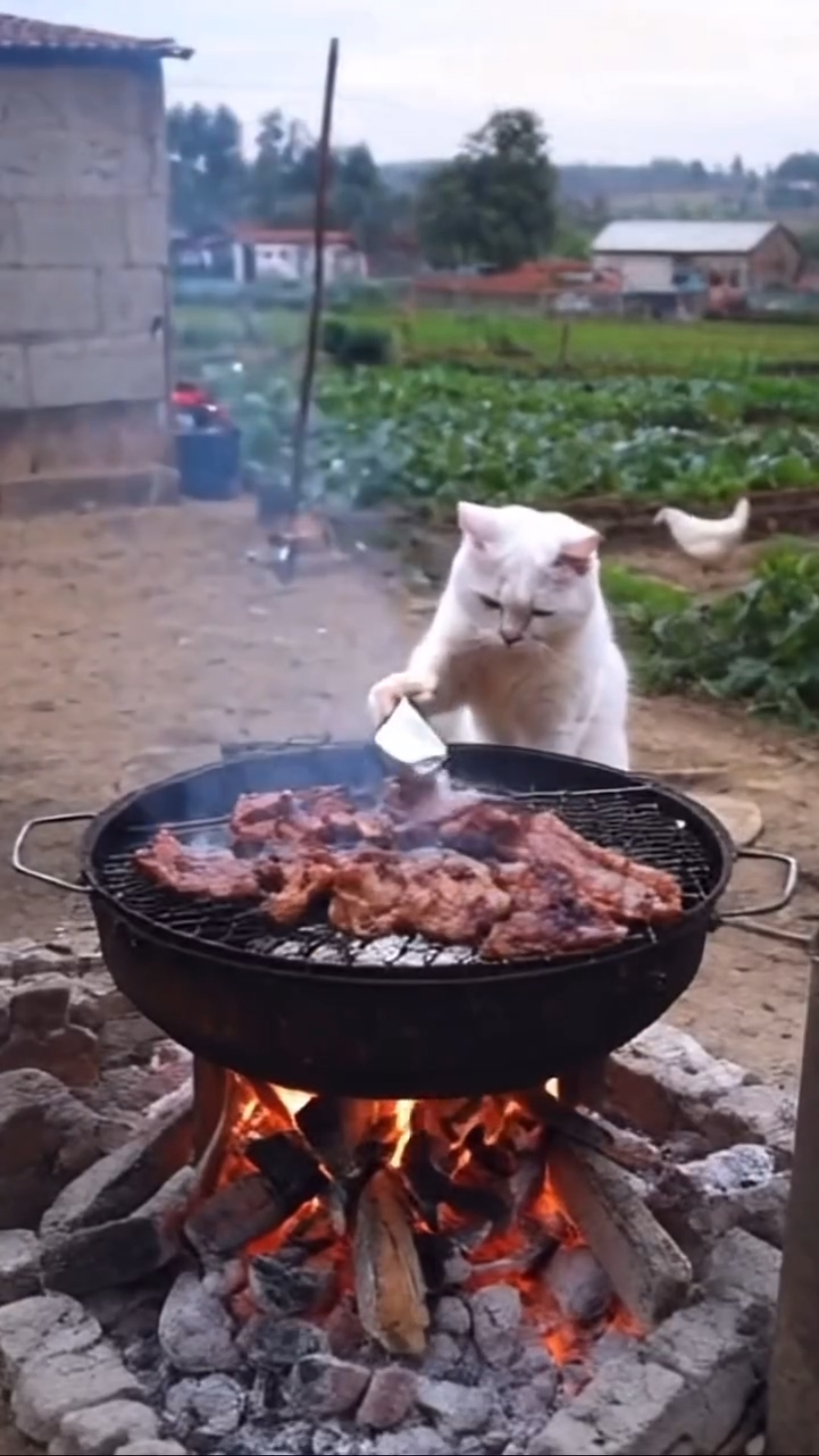 Funny cat Ai video 