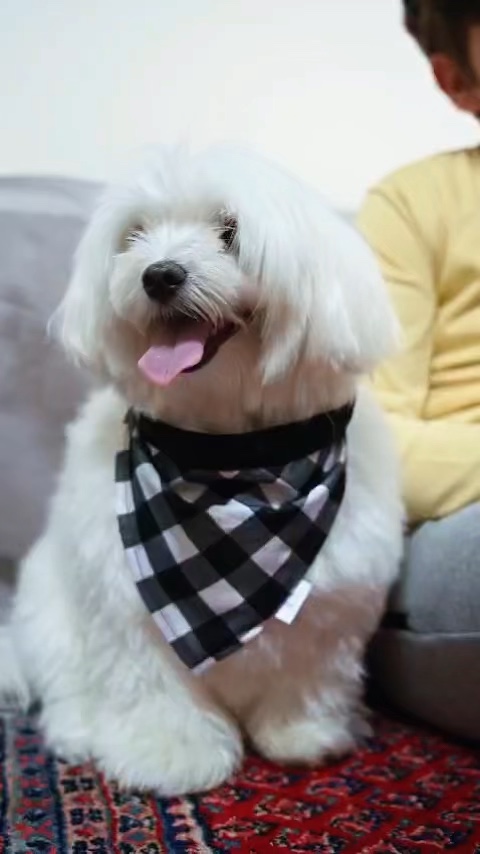 귀여운 애완동물