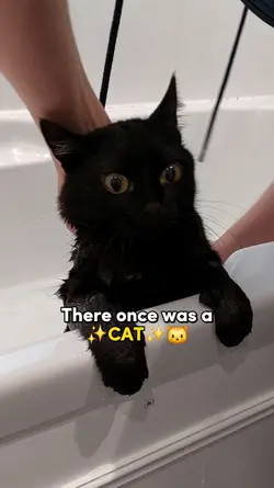 There once was a cat