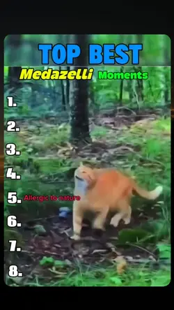 cat moments 