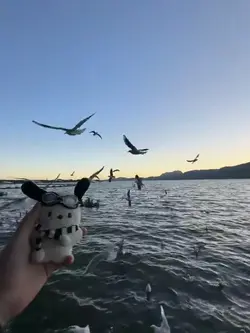 live實況圖