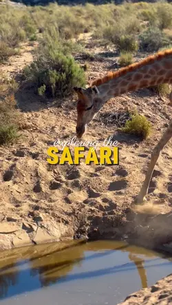 exploring the safari