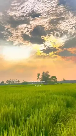 วิชามาร