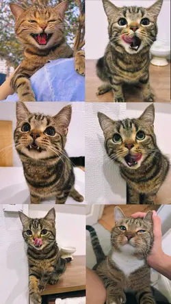 6 photo