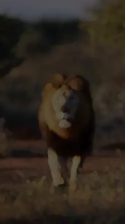 Stori Aramayın 