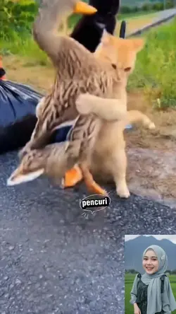 oyen pencuri