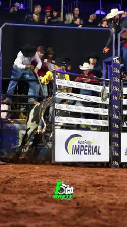 Foco no brete rodeio