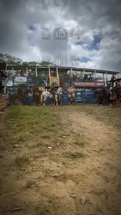 toada pega de boi