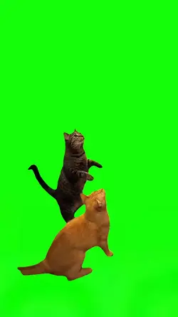 Cats Fighting