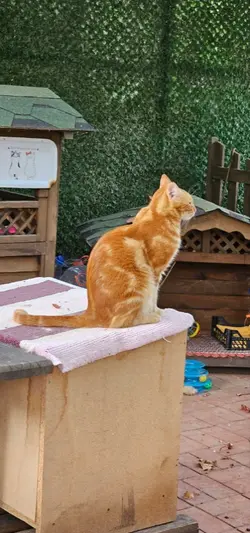 Ginger cat
