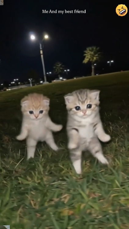 sevimli kedi