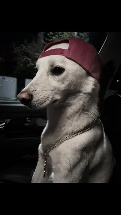 boy dog