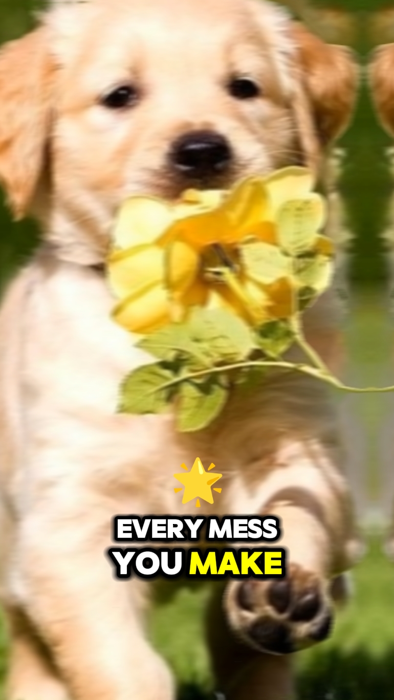Plantilla de video de perro 