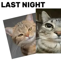 semalam bobo di mana