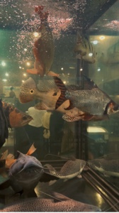 aquarium date