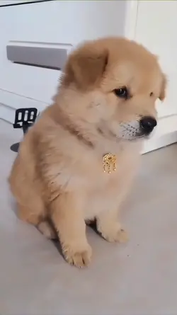 Dog Embarrassed