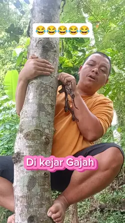 Di kejar Gajah