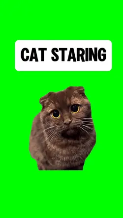 CAT STARING