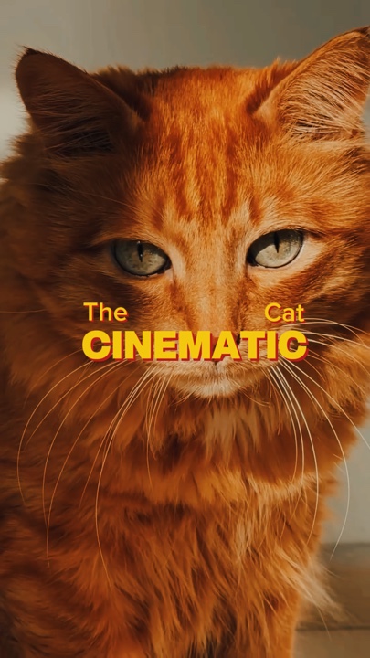 Die filmische Katze