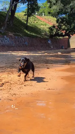 Dog love