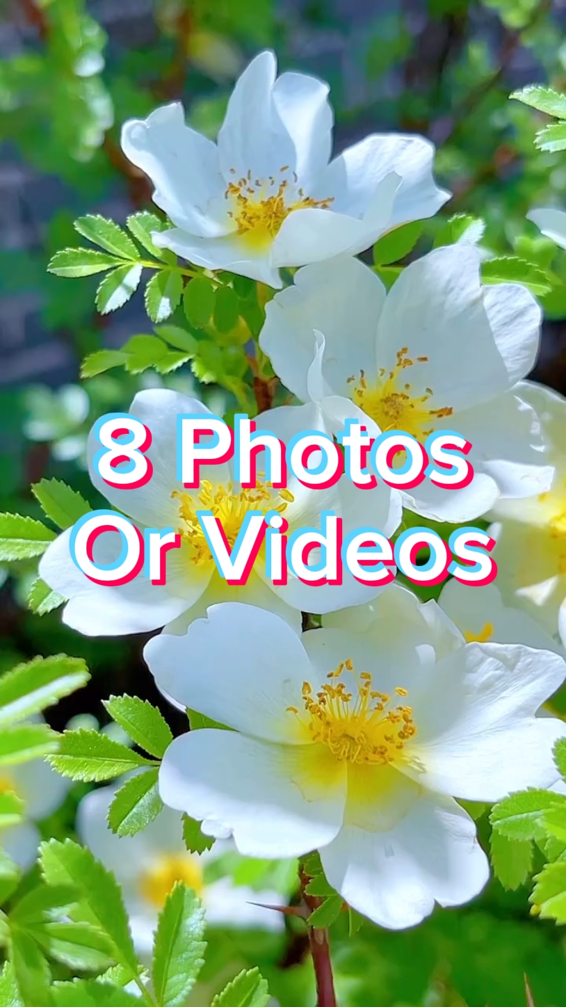 8 Photo Slides