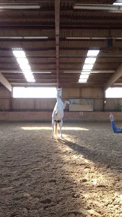 Horse Slowmo☀️
