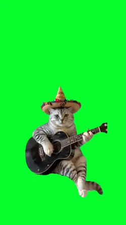 cat playing guitar