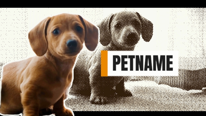 Introducción de mascotas