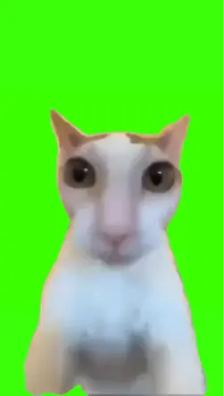 cat punching you