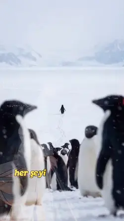 Nihilist penguen 
