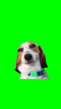 Dog smile