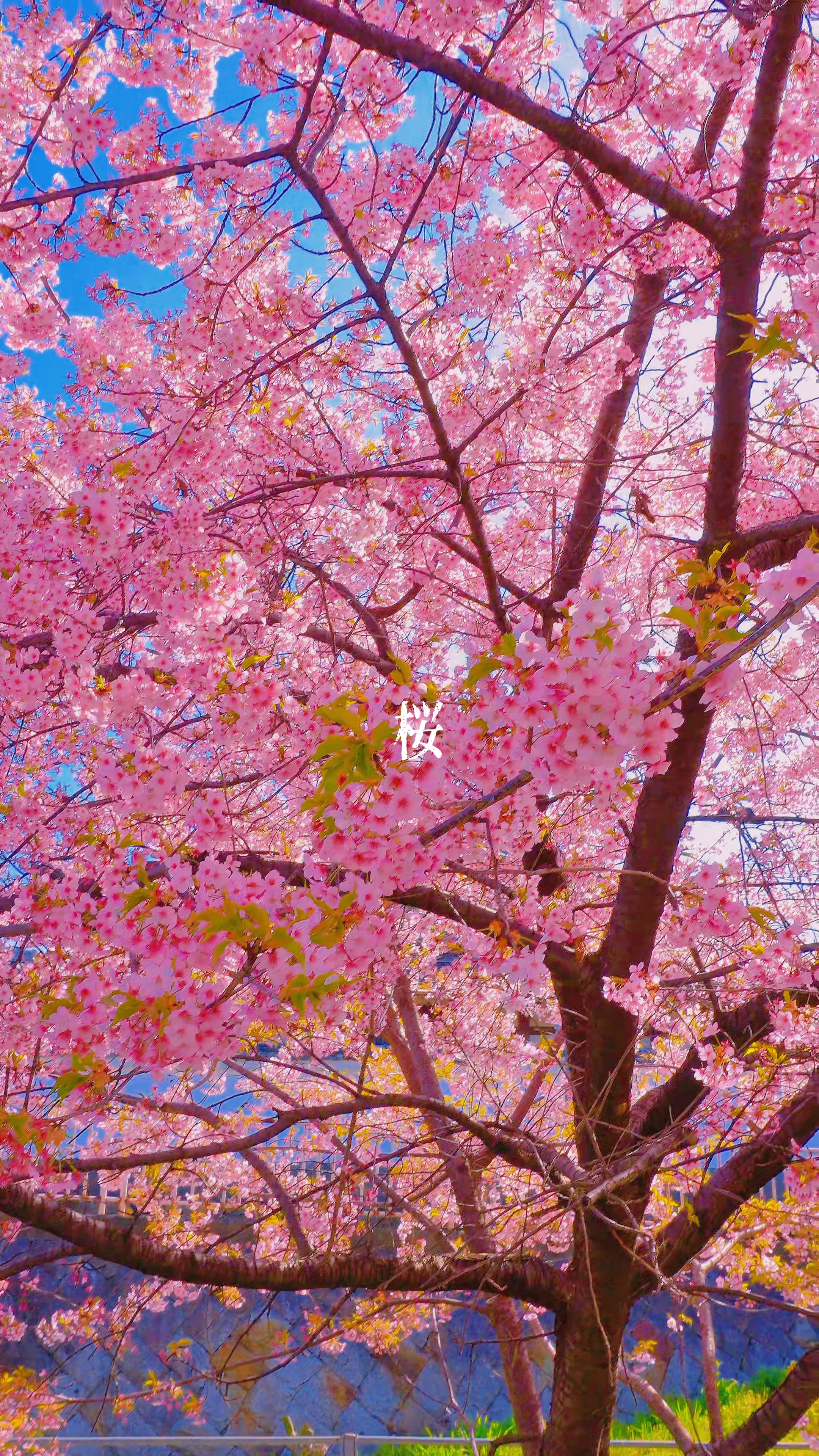 Soft Spring Dream