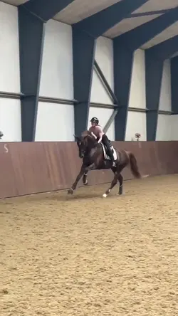 Equestrian Template