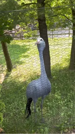 scary bird