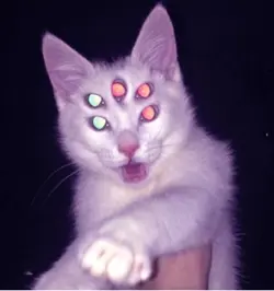 Starflesh!