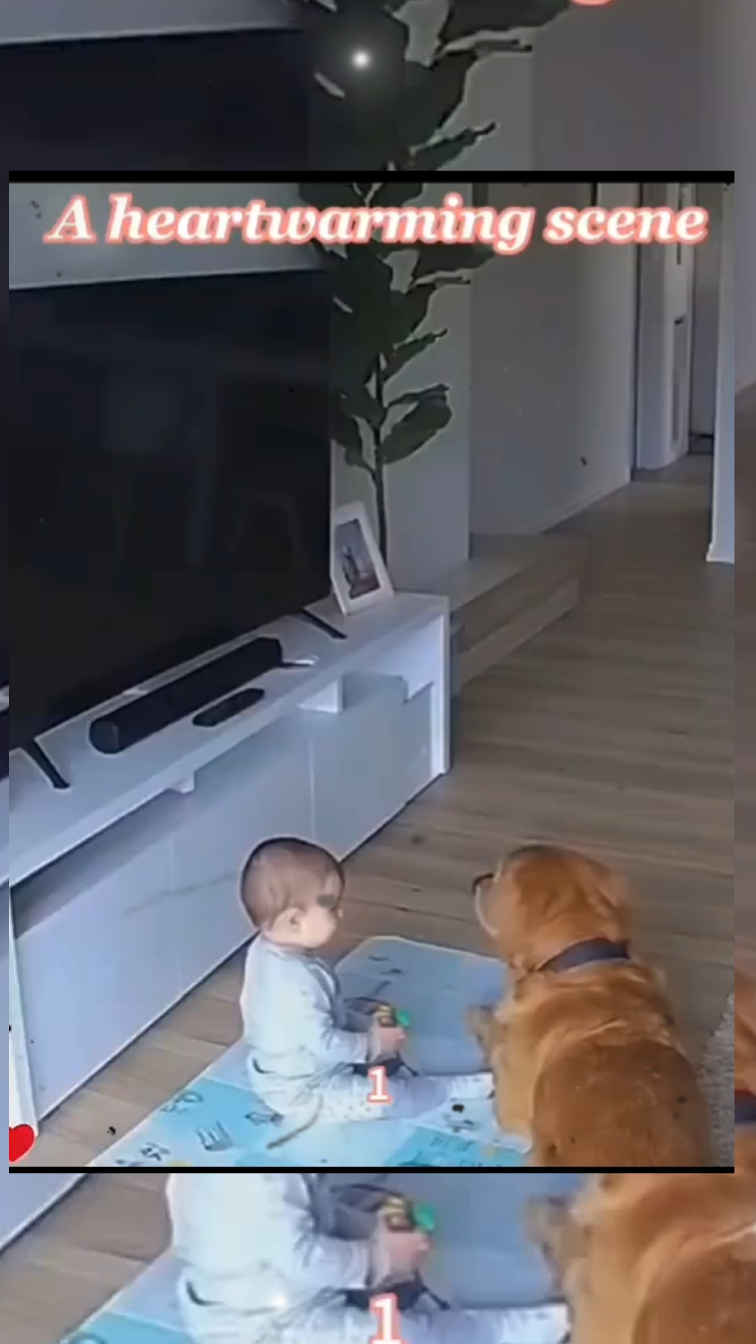Köpek Süper Kahraman 