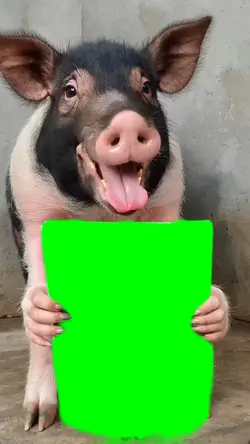 PIG EATING IMAGE
