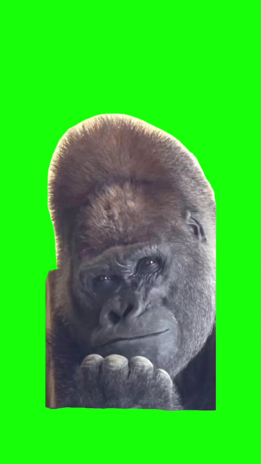 Sad Gorilla meme 