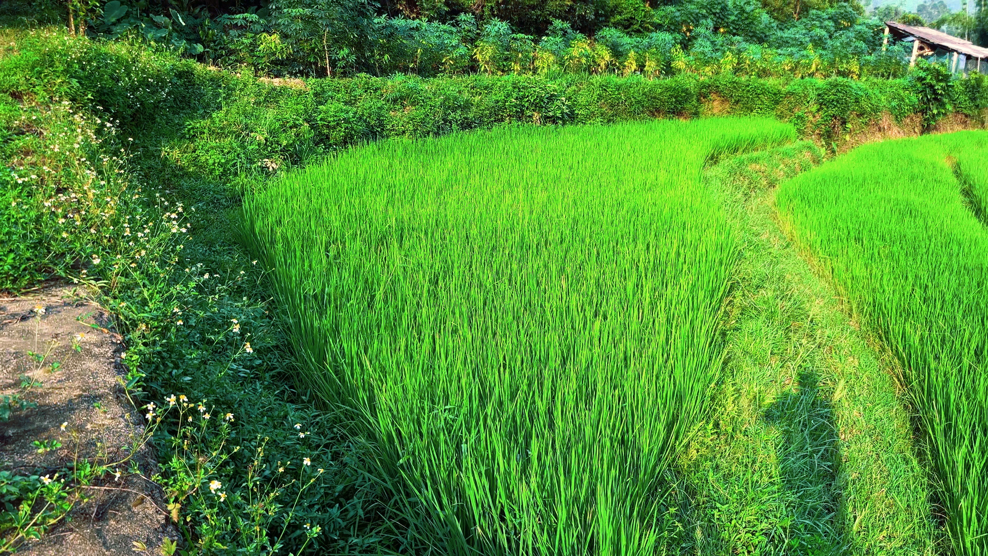Cánh Đồng Xanh