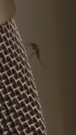 mosquito singer