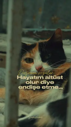 Nerden Biliyorsun?”