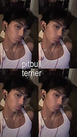pitbull terrier 9:16