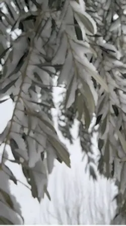 Kar yağışı şablonu