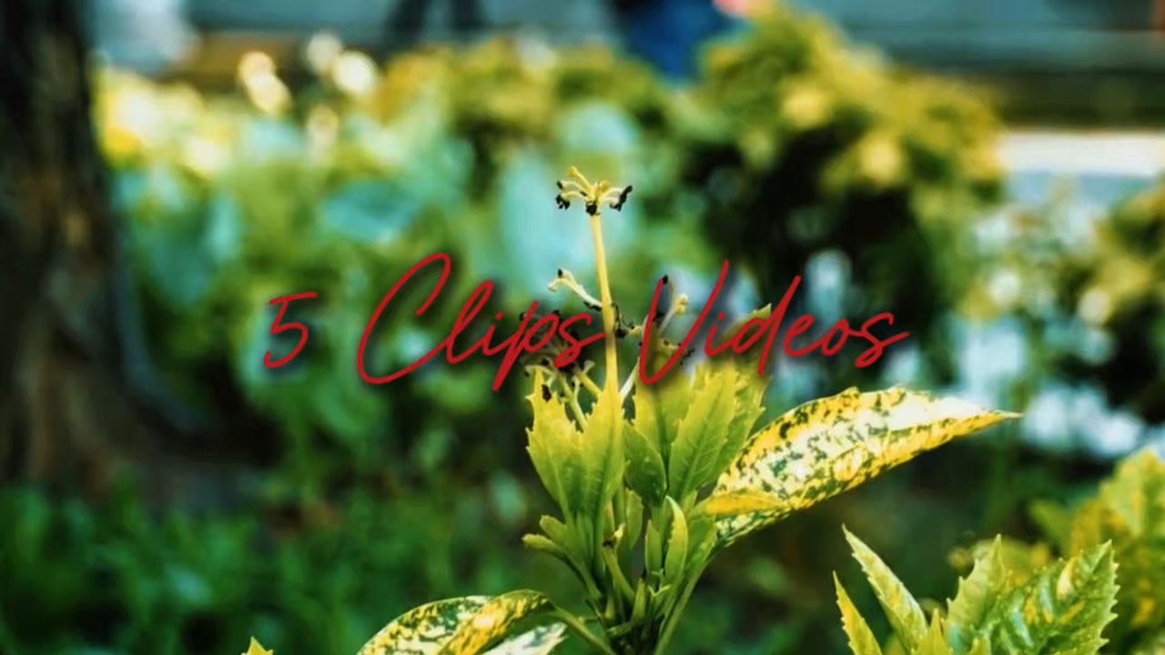 5 Clips Videos