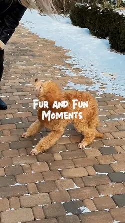 Fur & fun moments