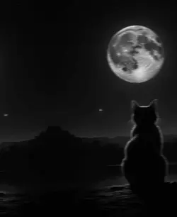 mon chat