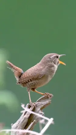 burung sikatan londo