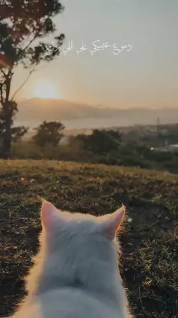 qawy slbek ala foraa